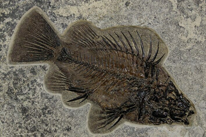 Fossil Fish (Priscacara Serrata) - Top Quality Specimen #349247